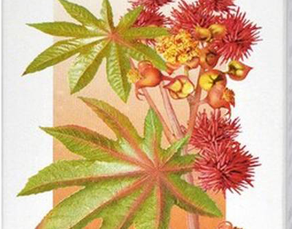 Phytopharm